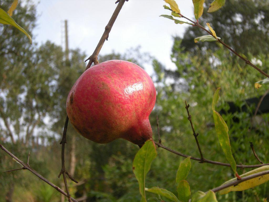Ribeira do Salto Monte Da Gravita חדר תמונה